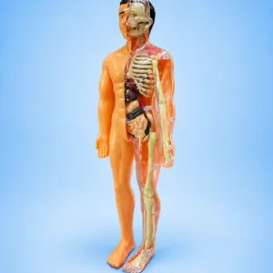 DIY Human Body
